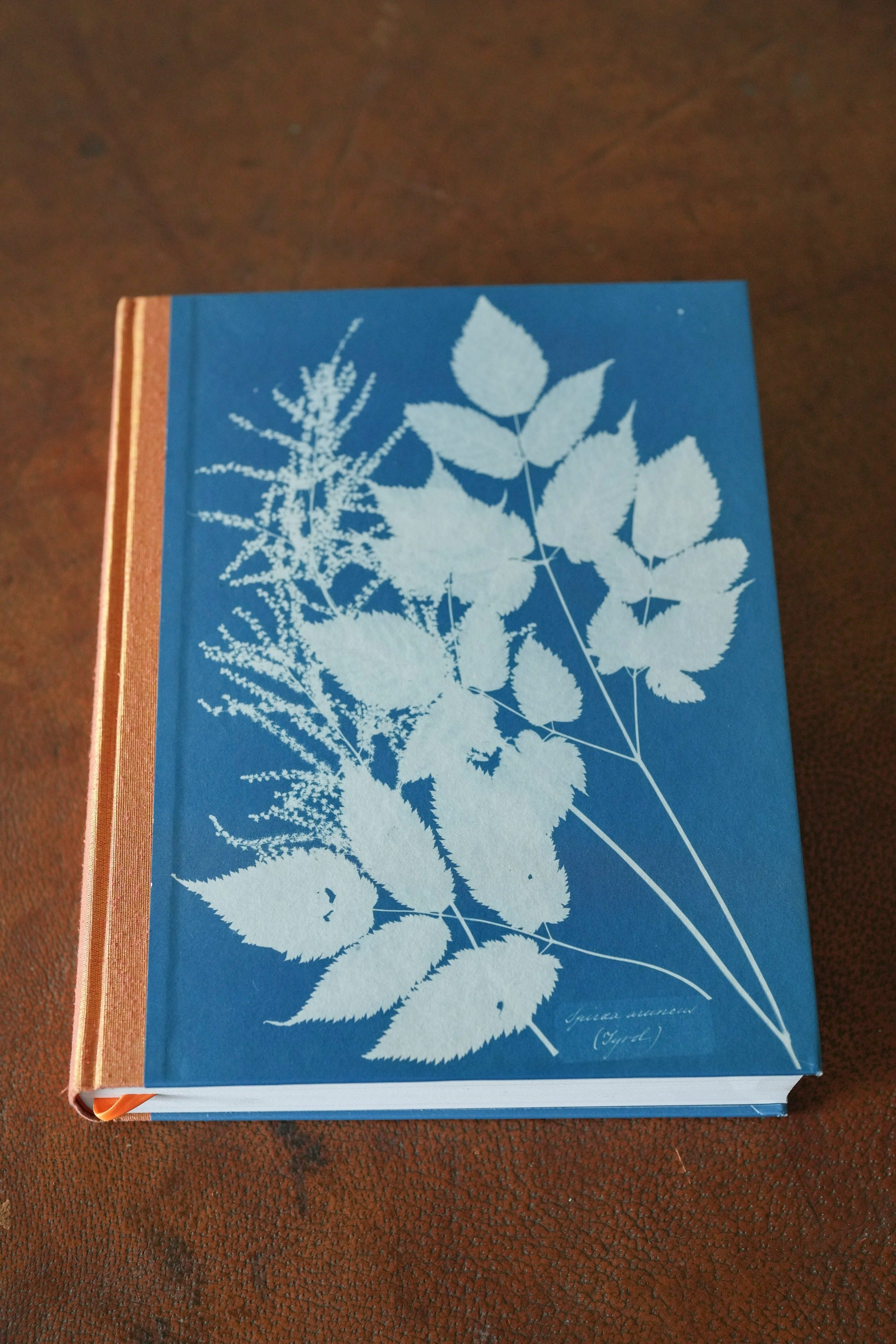 Anna Atkins. Cyanotypes