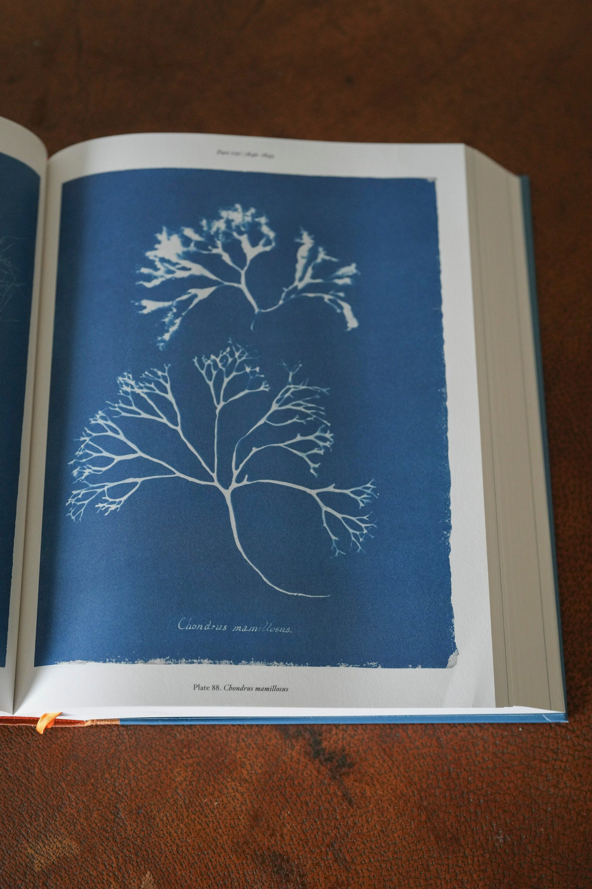 Anna Atkins. Cyanotypes