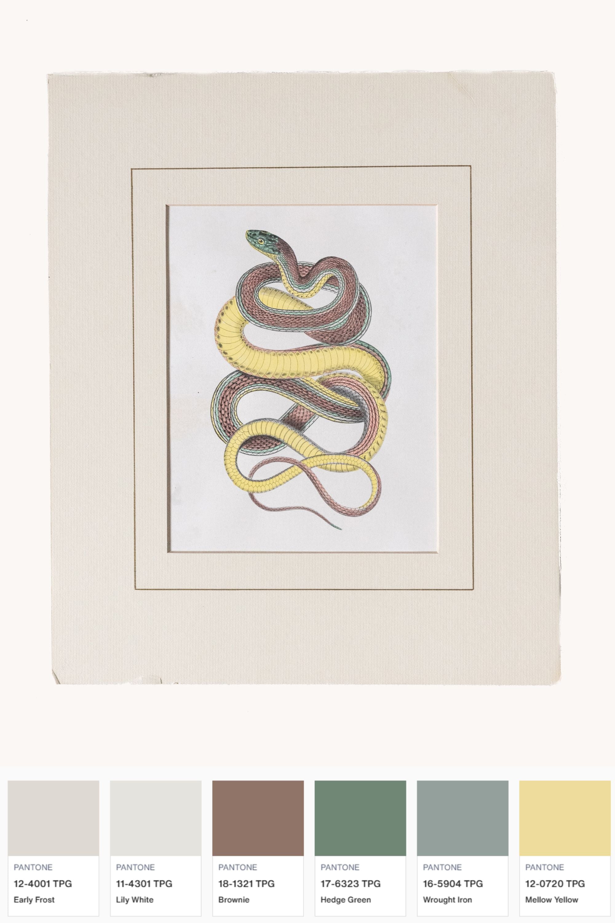 Vintage Snake Print Set of Two Western Style wall art at District Loom