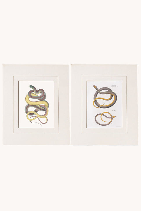 Vintage Snake Print Set of Two Western Style wall art at District Loom